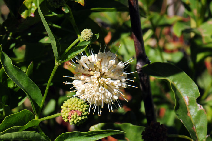 Common Buttonbush has white or white-yellowish flowers forming a spherical or globose head, individual flowers are tubular and attract moths.